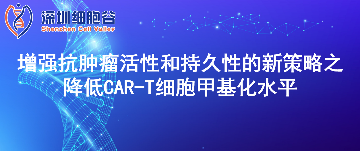 增強(qiáng)抗腫瘤活性和持久性的新策略之降低CAR-T細(xì)胞甲基化水平